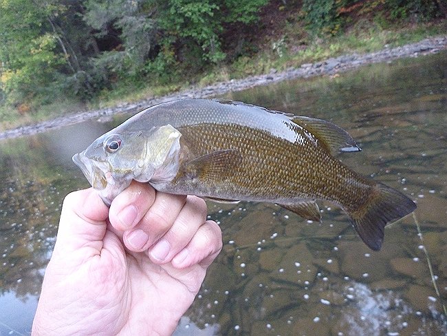 Kettle smallie.JPG